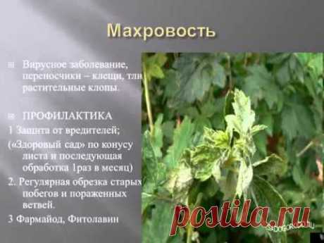 Выращивание ягодных кустарников