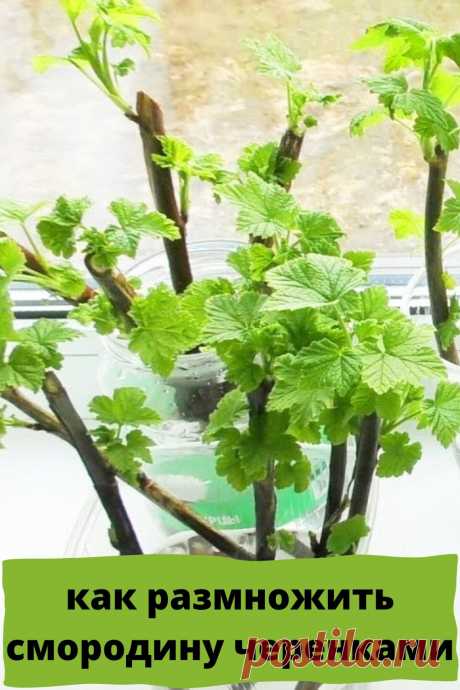 как размножить смородину черенками