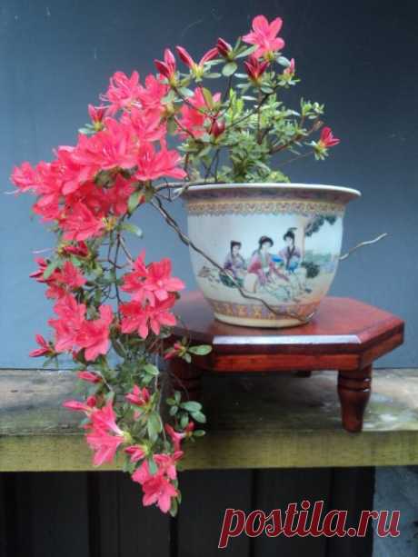 Callistemon-viminalis bonsai - Google Search   |   Pinterest • Всемирный каталог идей