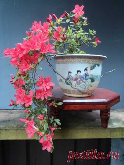 Callistemon-viminalis bonsai - Google Search   |   Pinterest • Всемирный каталог идей
