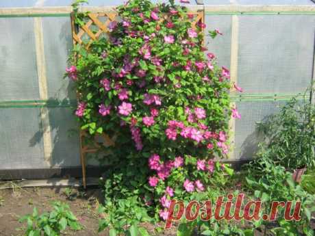 Клематис: способы омоложения куста

#клематис_КС
#ландшафт_КС

Клематисы в период обильного цветения представляют собой сплошной водопад из очаровательных цветков, за которыми почти не видно листьев. Цветущие клематисы никого не оставляют равнодушными. Любой цветовод, впервые увидевший клематис в цвету, мгновенно становится поклонником этого восхитительного растения.
За последние годы популярность клематисов среди садоводов выросла невероятно. Особенно она высока сейчас, к...