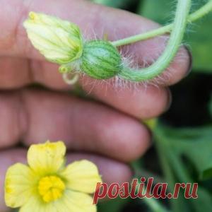 26 растений, которые всегда должны расти бок о бок на одной грядке - МирТесен