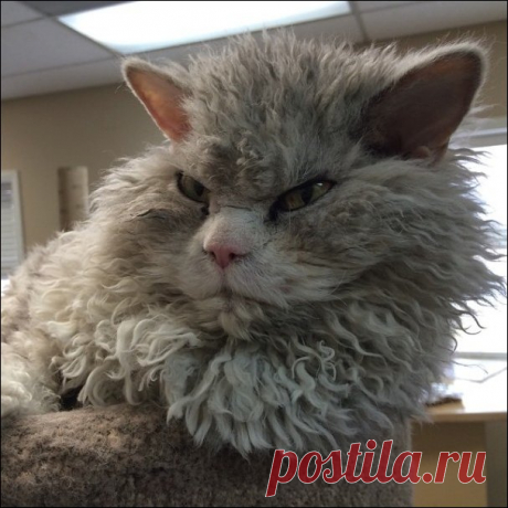 Дневник кота Василия