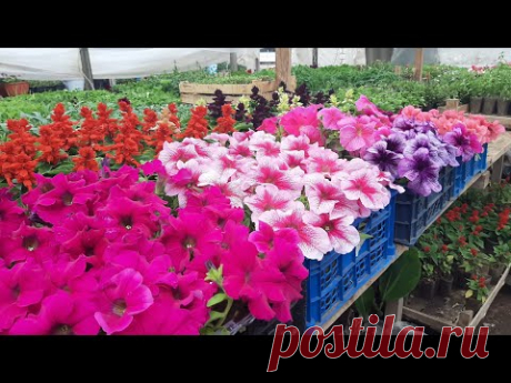 МОЩНАЯ ПОДКОРМКА ПЕТУНИИ для роста🍓ДЛЯ ЦВЕТЕНИЯ И РОСТА КОРНЕЙ цветов и рассады