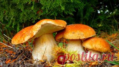 Рецепты старинных блюд из грибов