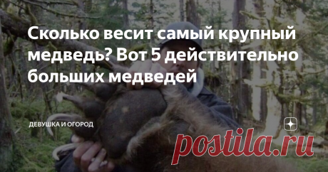 Сколько весит самый крупный медведь? Вот 5 действительно больших медведей 
Главного врага диких пчел сложно назвать мелкой “неваляшкой”. Любая разновидность Косолапого внушает уважение из-за габаритов. Крупным северным волкам ставят палки в колеса их мелкие южные собратья. На фоне обычной касатки младенцем выглядит фереза. Медведь же в весовой категории солиден всегда. И все же выделить пятерку самых увесистых Топтыгиных реально.
Барибал
Под