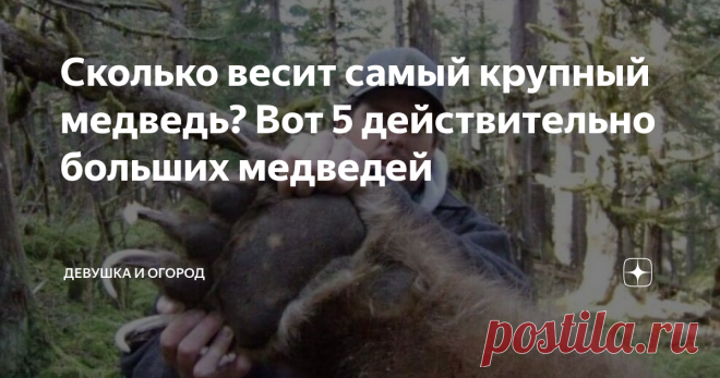 Сколько весит самый крупный медведь? Вот 5 действительно больших медведей 
Главного врага диких пчел сложно назвать мелкой “неваляшкой”. Любая разновидность Косолапого внушает уважение из-за габаритов. Крупным северным волкам ставят палки в колеса их мелкие южные собратья. На фоне обычной касатки младенцем выглядит фереза. Медведь же в весовой категории солиден всегда. И все же выделить пятерку самых увесистых Топтыгиных реально.
Барибал
Под
