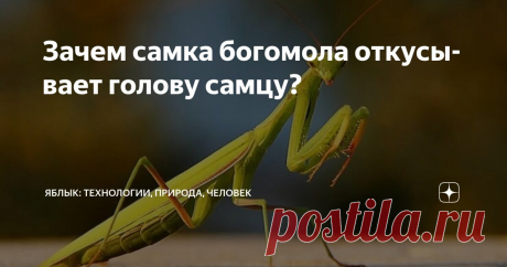 Зачем самка богомола откусывает голову самцу? Статья автора «Яблык: технологии, природа, человек» в Дзене ✍: Отношения между полами в животном мире далеки от романтики, которую воспитало в себе человечество.
