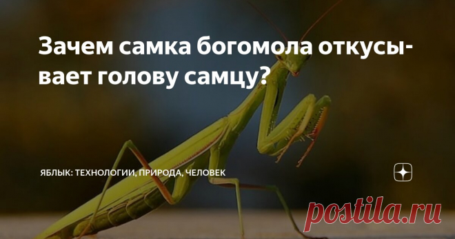 Зачем самка богомола откусывает голову самцу? Статья автора «Яблык: технологии, природа, человек» в Дзене ✍: Отношения между полами в животном мире далеки от романтики, которую воспитало в себе человечество.