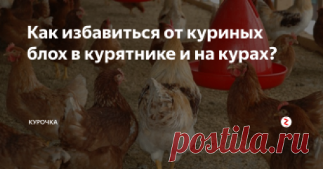Как избавиться от куриных блох в курятнике и на курах? Добрый день, опытные и начинающие птицеводы! Как избавиться от куриных блох в курятнике и на курах? Блохи – это паразиты, которые могут поселяться в оперении кур и другой домашней птицы и наносит им большой вред, зачастую – непоправимый.
Они являются одной из причин снижения яичной и мясной производительности пернатых, понижают иммунитет, в результате эти особи слабеют и могут страдать от инфекцио