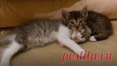 Самые смешные котята