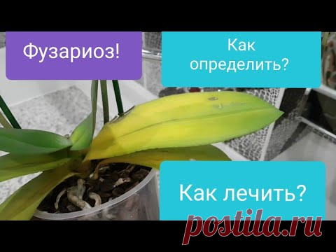 Фузариоз у орхидеи! Как и чем лечить? Как определить фузариоз у орхидеи?