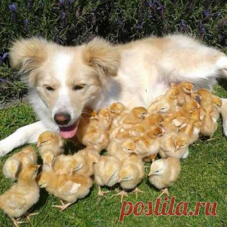 Уникальные фото необычной мамы и её деток...
