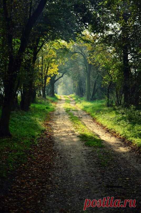 forest dreams