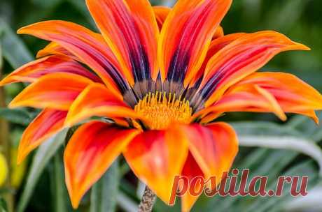 Flower  Free Stock Photo HD - Public Domain Pictures