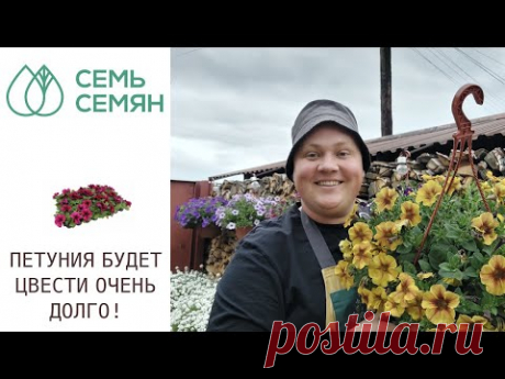 ПЕТУНИИ БУДУТ ЦВЕСТИ ВСЮ ОСЕНЬ ЕСЛИ СДЕЛАТЬ ТАК!
