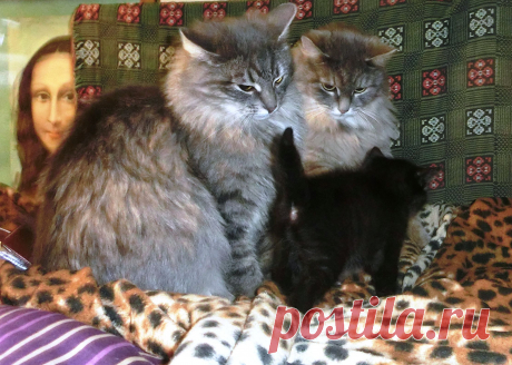 А кто сестра?