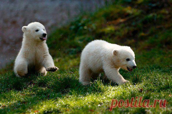 Маленькие животные, которые совсем скоро станут большими / Социальная погода