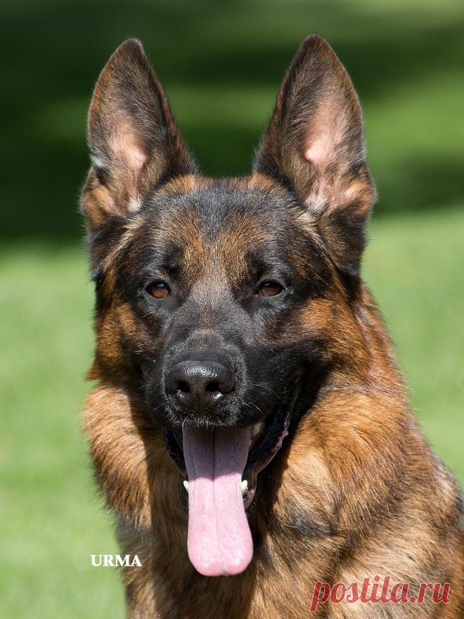 JUWEl vom CASSELSWALD.
Питомник Рахимжан

v. Remo vom Fichtenschlag
m. Romy vom Casselswald
"отлично-1", HD Normal, ED Fast Normal, IPO-1, Kkl-1