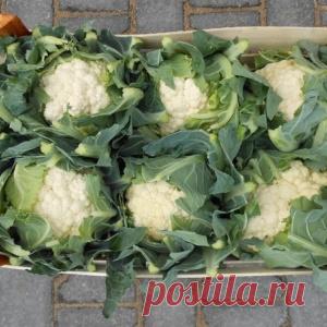 КАК ВЫРАСТИТЬ ЦВЕТНУЮ КАПУСТУ СОЧНОЙ И КРУПНОЙ - МирТесен