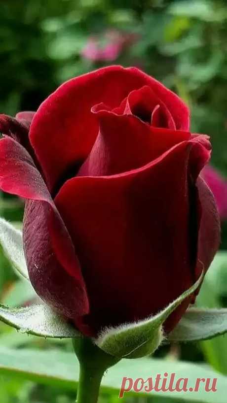 Roses - Beautiful Red Rose bud.  |  Pinterest • Всемирный каталог идей