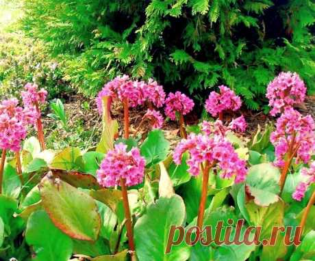 🌺Бадан, чигирский чай☕и пролетающий снег❄ | ВАШ ГИД 🍀 В САД🌹 И ОГОРОД 🍅 | Яндекс Дзен