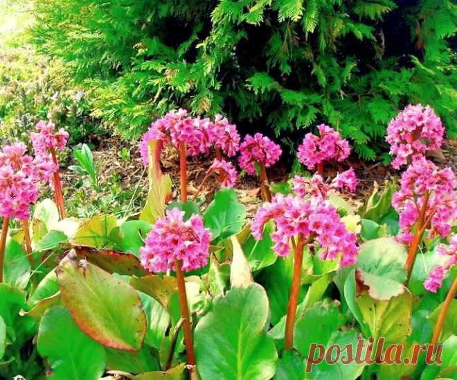 🌺Бадан, чигирский чай☕и пролетающий снег❄ | ВАШ ГИД 🍀 В САД🌹 И ОГОРОД 🍅 | Яндекс Дзен