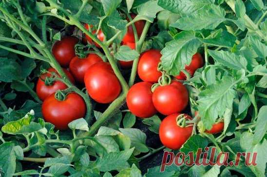 ✔ ПОЛЕЗНЫЕ СОВЕТЫ : 
Дедовский рецепт для томатов
Этот полузабытый дедовский рецепт я выписала из старой газетной подшивки, но опробовать все не было времени. Решилась наконец в прошлом году.
Рецепт очень прост.
В трехлитровую банку заливаю 2,6-2,7 л воды без хлора (отстоянной), добавляю 100 г разведенных теплой водой дрожжей и 0,5 ст. сахара. 
Накрыв марлей, держу банку в тепле, время от времени взбалтывая содержимое. 
Раствор готов, когда закончится брожение. 
Один стакан развожу в 10 л во