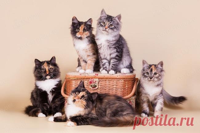 Как цвет вашей кошки влияет на вашу судьбу. Какую роль играет питомец в вашем доме, зависит от его окраса. Потому что именно цвет шерсти определяет энергетику питомца.