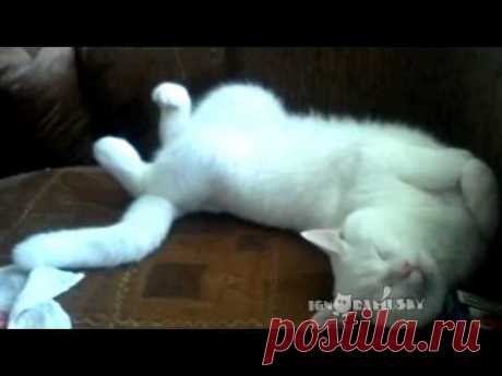 Sleepy Cats / Сонное видео - YouTube