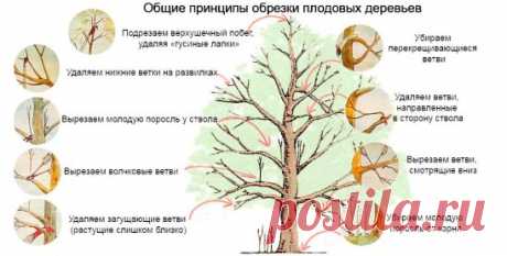 Вы спрашивали?. Осенью не смогли провести обрезку старых яблонь. Когда можно приступить к этой работе? 
Отвечаем. Время весенней обрезки зависит от погодных условий. Обычно к этой серьезной работе приступают, когда дневная температура поднимается выше 0 градусов (+7...+10 градусов). В средней полосе это конец марта — начало апреля. При обрезке вначале удаляют поврежденные и больные ветки или те, что переплетаются, загущают крону внутри дерева, так как при сильно загущенной кроне мало света. Пл