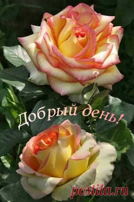 Добрый день!