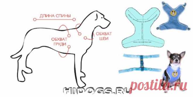 Шлейка для маленьких собак: как выбрать и сшить самостоятельно (фото)