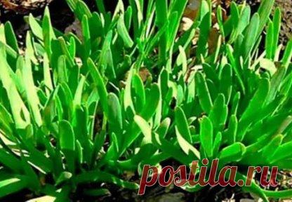 Слизун.  
Пока ещё редкий гость в наших садах, но набирает заслуженную популярность благодаря полезным свойствам и отменным вкусовым качествам. Лук слизун – многолетний, быстро разрастается. В первый год после посева образует только зелёные перья, а на второй – выпускает стрелки с соцветиями, в которых затем созревает много мелких посевных луковичек. Лук обладает прекрасным иммунитетом к холоду (выдерживает до 40 °C), ничем не болеет и не повреждается – для культурных растений это довольно редки