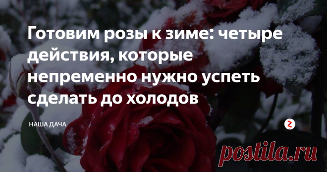 Готовим розы к зиме: четыре действия, которые непременно нужно успеть сделать до холодов Сегодня хочу поговорить о розах – эти цветы необычайно популярны у нас в России, выращивают их даже в северных регионах. Подготовка роз к зиме – хлопотный и кропотливый процесс, переделать все дела за пару часов не получится. Давайте разберем рекомендации опытных цветоводов и разложим все труды на несколько этапов: так и задачи приобретут четкие очертания, и ничего не забудете.