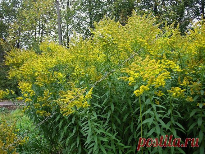 Золотарник: лекарственные свойства и применение