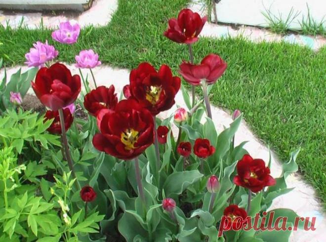 Как заранее по луковице определить, что тюльпан будет цвести | Есть время под солнцем | Пульс Mail.ru Я увлекаюсь тюльпанами с 2007 года, их у меня было более 160 сортов. Я пишу «было», потому что несколько лет назад некоторые сорта полностью...