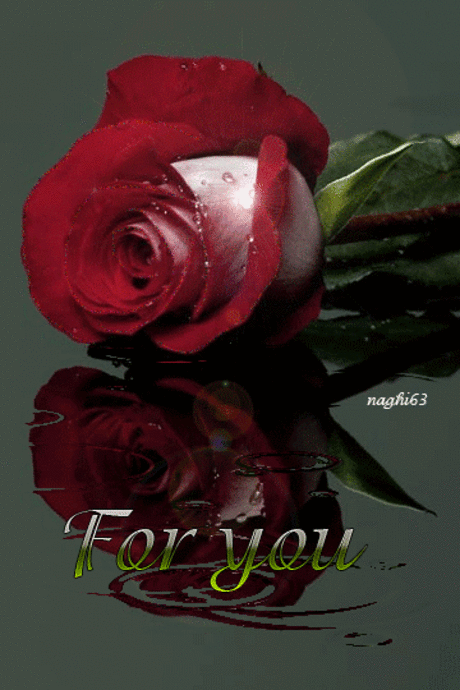 redrose_z4l4awaz.gif (360×540)