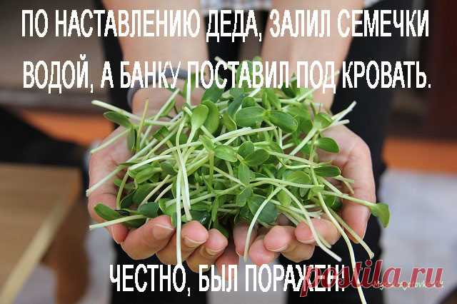 ПО НАСТАВЛЕНИЮ ДЕДА, ЗАЛИЛ СЕМЕЧКИ ВОДОЙ, А БАНКУ ПОСТАВИЛ ПОД КРОВАТЬ. ЧЕСТНО, БЫЛ ПОРАЖЕН — Сад Заготовка