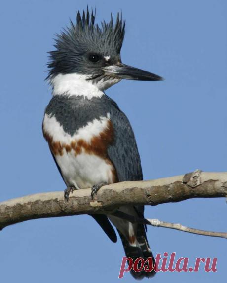 The River Rat of the Bird World Belted Kingfisher | Thousand Islands Land Trust