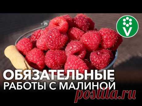 МАЛИНУ БУДЕТЕ СОБИРАТЬ ВЕДРАМИ! Первые важные работы с малиной весной, от которых зависит урожай
