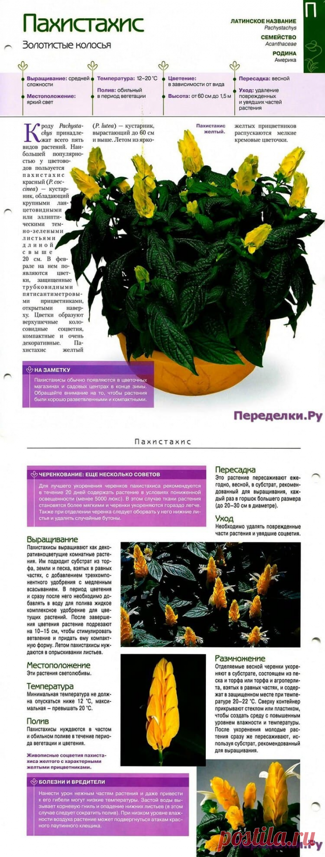 Пахистахис * Переделки.РуПеределки.Ру