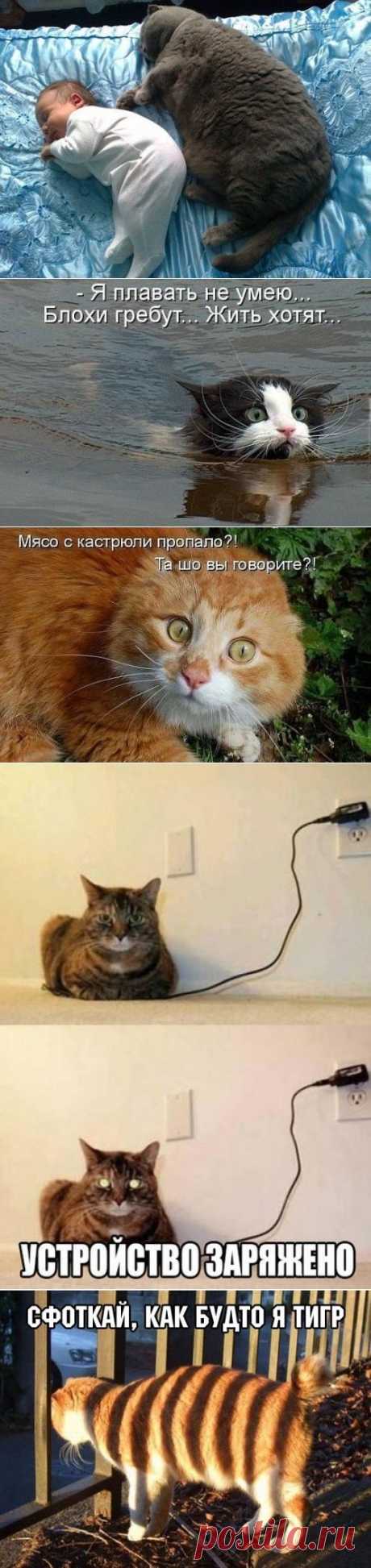 котики Поиск