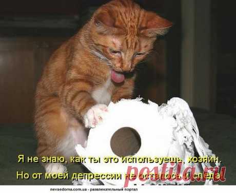 Популярные записи по теме «кошечки»