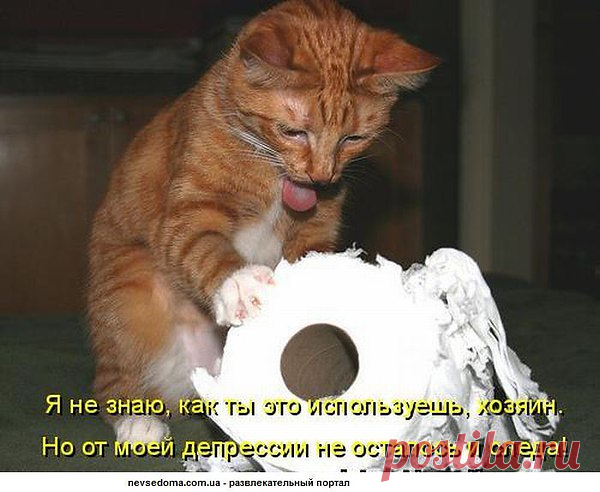 Популярные записи по теме «кошечки»