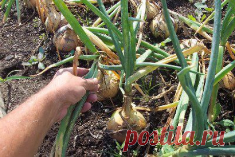 Найдено на сайте postila.ru.