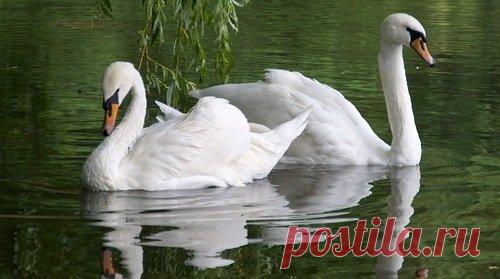 Схема вышивки «№1596623» - Вышивка крестом