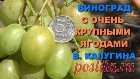 Виноград с очень крупными ягодами В. Калугина www.vinograd-kriulya.com