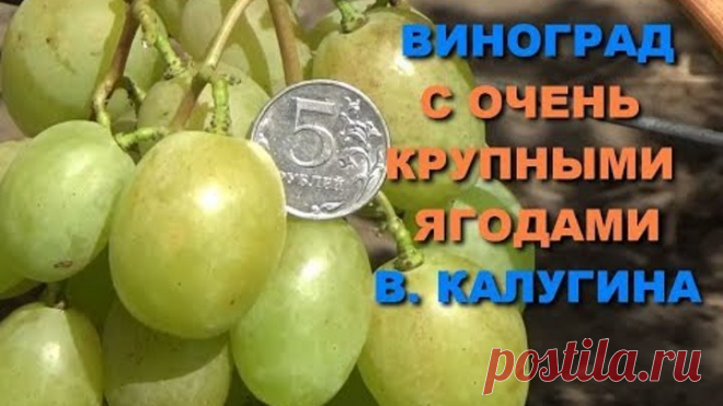 Виноград с очень крупными ягодами В. Калугина www.vinograd-kriulya.com
