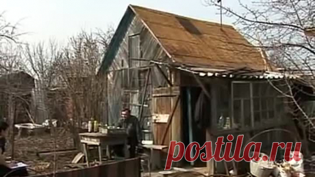 Как избежать &quot;черной ножки&quot;, Как закалить рассаду, И что делать если рас…